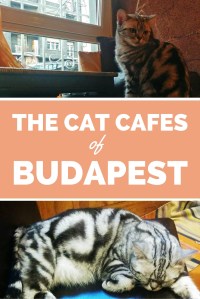 budapest cat cafes