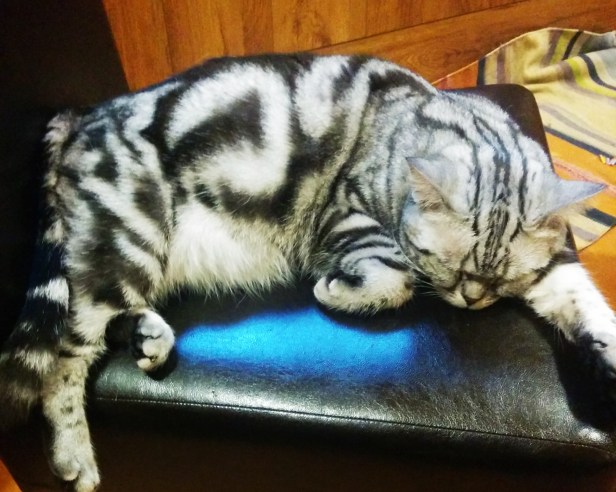 Tough life for a feline